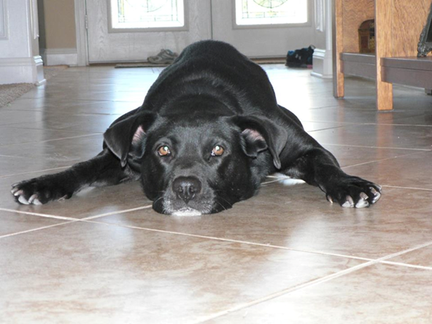 dog onyx sprawled on tile